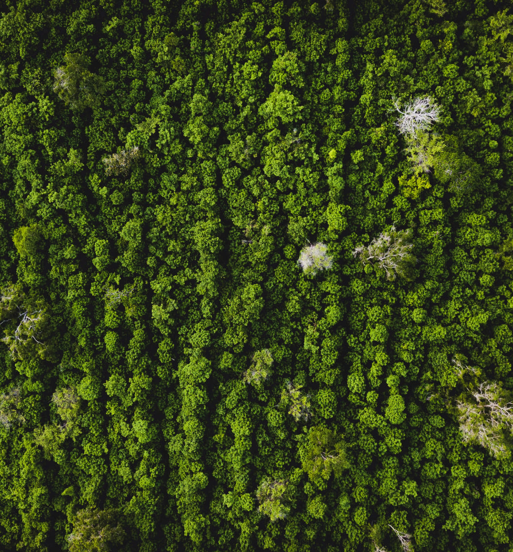 Investigación y desarrollo​ BioD