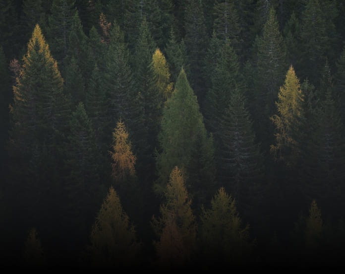 Carbono Neutralidad (Alcance 1 y 2) BioD