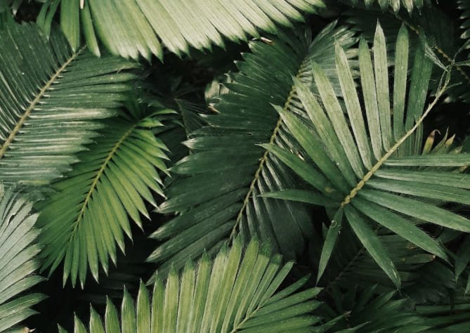 <ul>
<li>Aumento de captura de carbono en cultivos (Biomasa aérea y biomasa subterránea).</li>
<li>Reducción de aplicación de fertilizantes nitrogenados por medio de enmiendas orgánicas y ayudantes microbiológicos.</li>
<li>Reducción de consumo de combustibles fósiles en procesos mecanizados.</li>
</ul>
 BioD