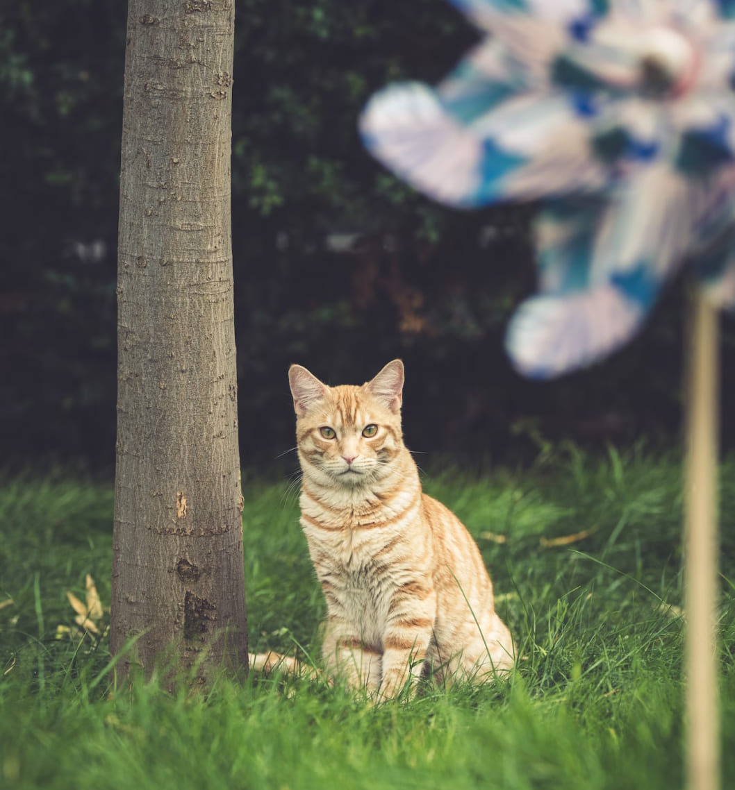 Acciones Fauna Silvestre​ BioD